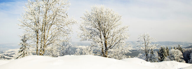 Quick Take on Safety: Navigating Slopes and Hills in Winter Winter tree in a field with blue sky