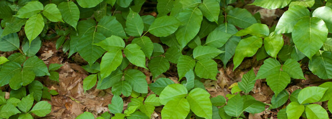 Poison Ivy plants growing on the ground.