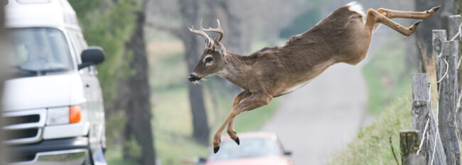 Quick Take on Safety: Deer-vehicle Collisions Whitetail buck deer jumping fence in front of vehicles cars