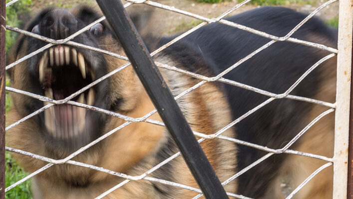 German shepherd behind fence shows teeth, looks aggressive
