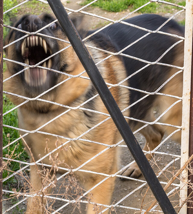 German shepherd behind fence shows teeth, looks aggressive
