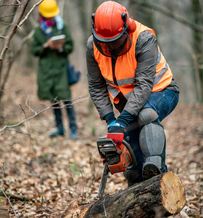 Man uses chain saw to work on fallen tree section in woods while supervisor looks on.