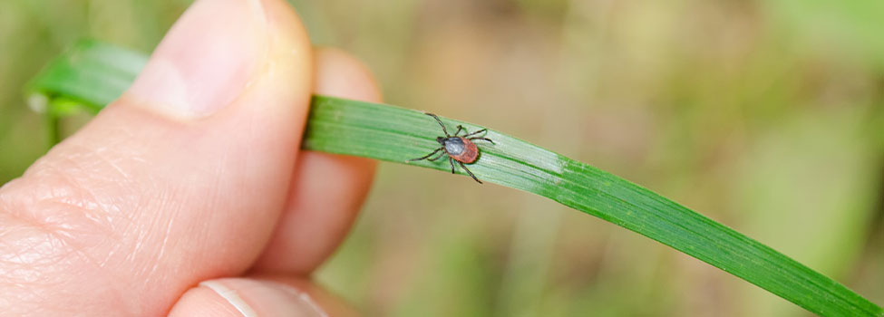 Hand holding a blade of grass with adult deer tick walking along it.