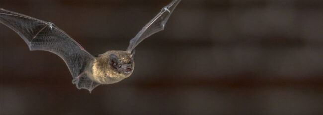Single bat flying through the air. Blurred out dark brown background.