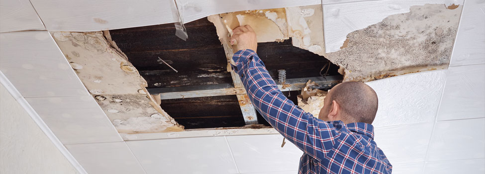 Man pulling water damaged ceiling tiles from ceiling to repair. Man wearing blue and red plaid shirt.