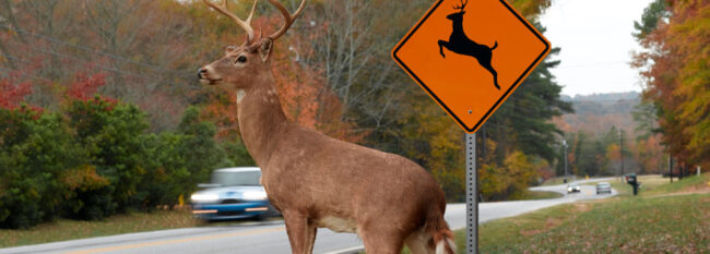 Deer-vehicle Collisions Deer standing near road with cars going bu. Watch for deer crossing sign next to deer.
