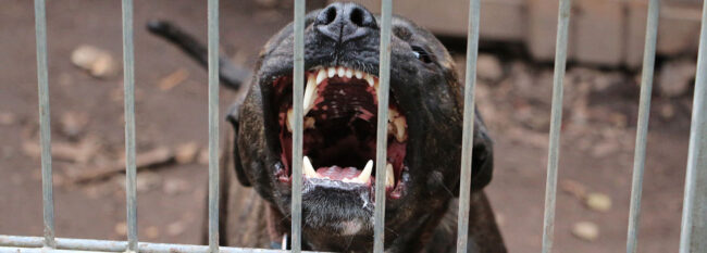 Pitbull dog snarling behind a gate.