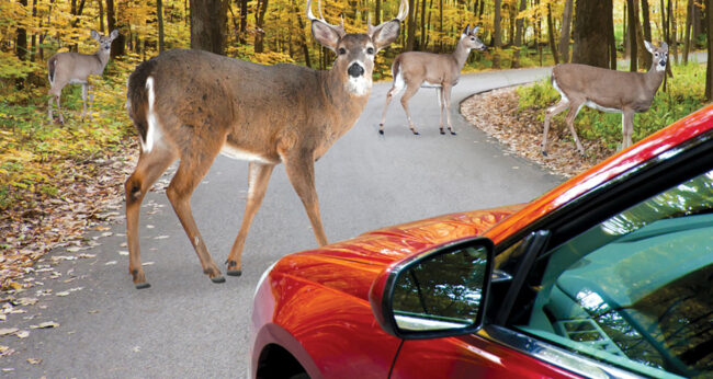 Several deer appear on the road and along side as car drives down the road. Text: Scan for Deer