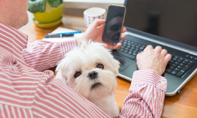 Man working at desk and holding his little dog.