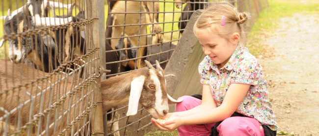 Young girl feeds goat at petting zoo